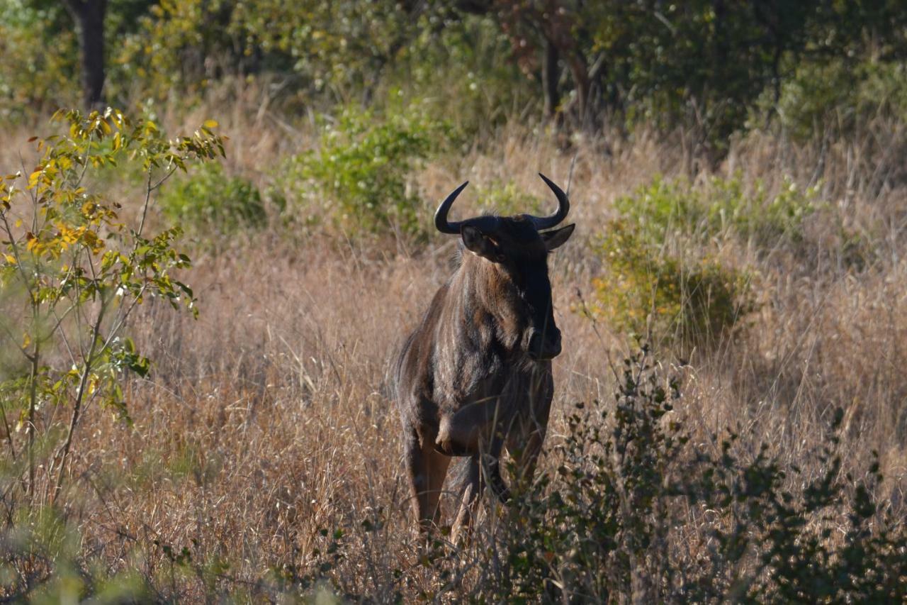 Mzsingitana Tented Camp Hoedspruit Dış mekan fotoğraf