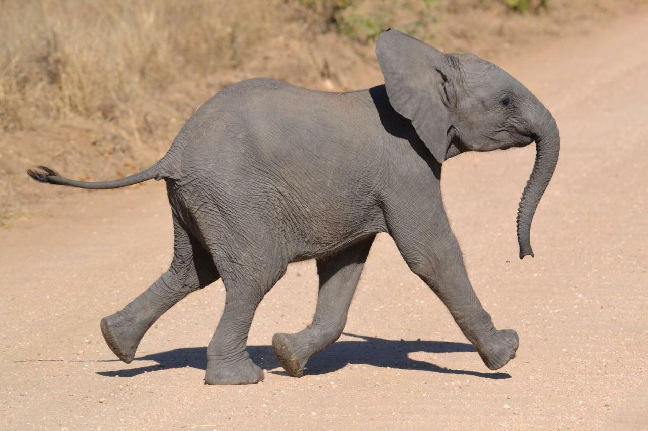 Mzsingitana Tented Camp Hoedspruit Dış mekan fotoğraf