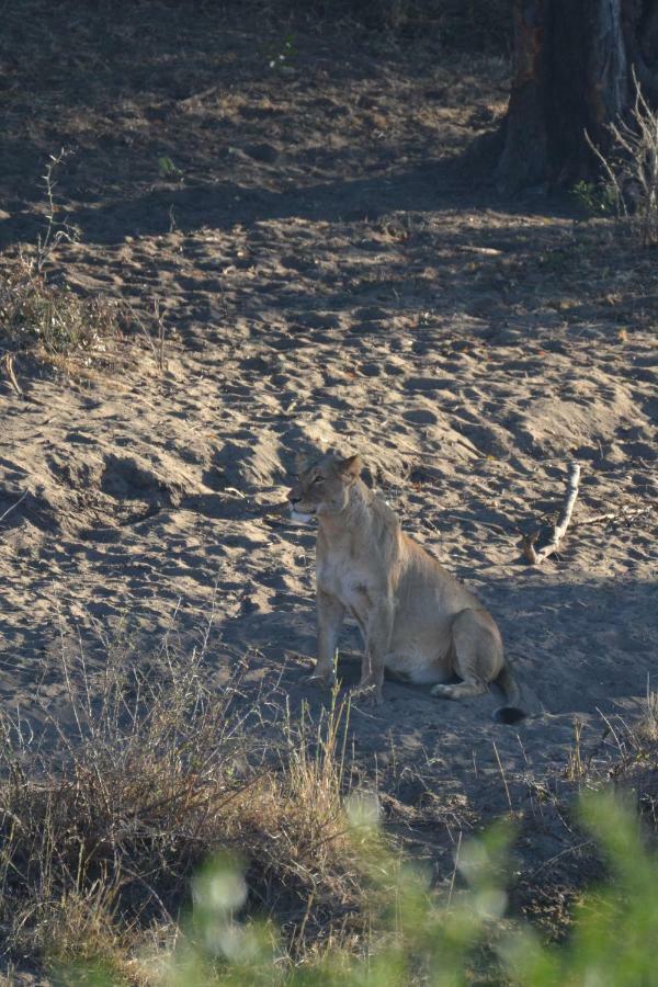Mzsingitana Tented Camp Hoedspruit Dış mekan fotoğraf
