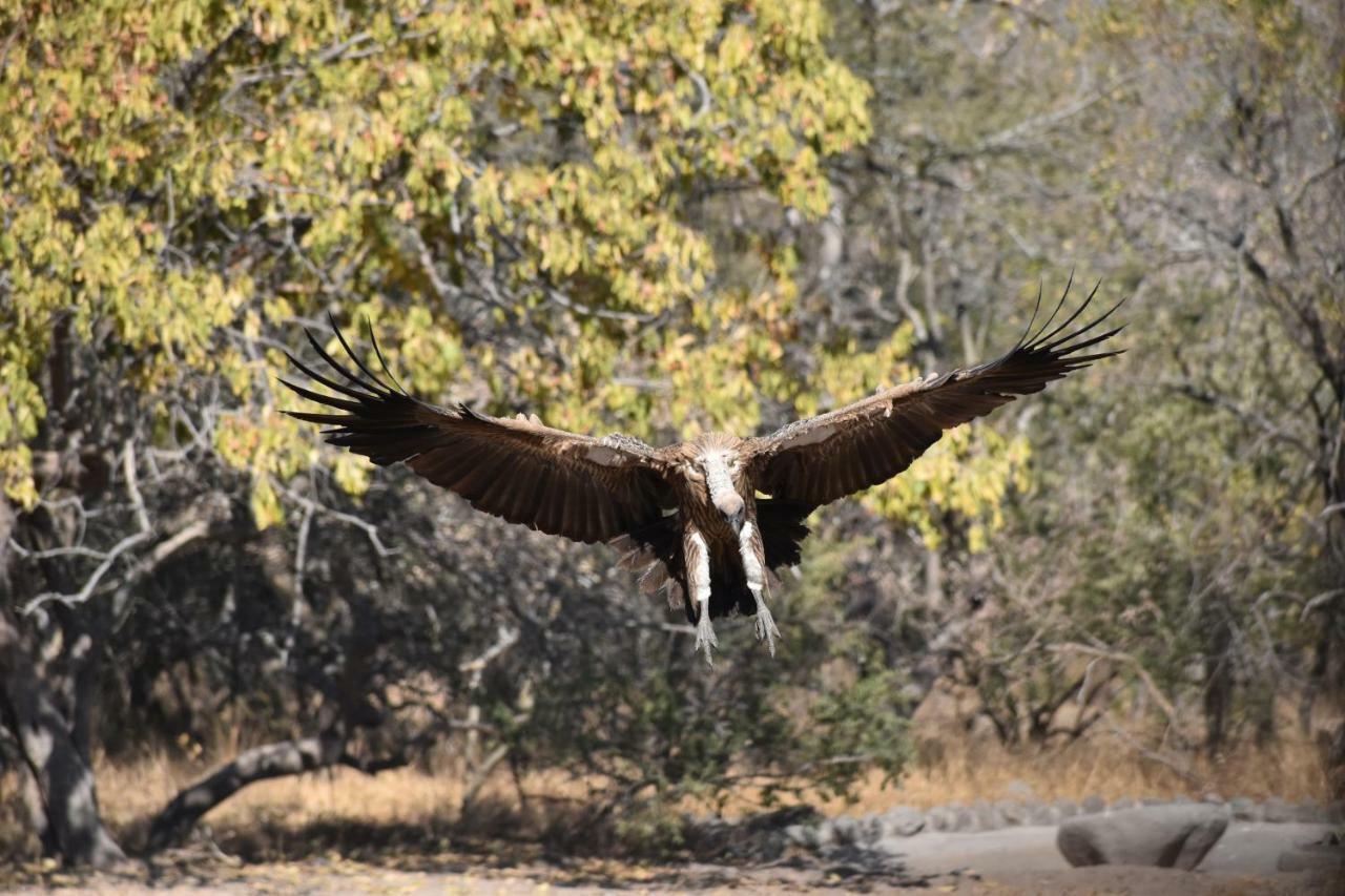 Mzsingitana Tented Camp Hoedspruit Dış mekan fotoğraf