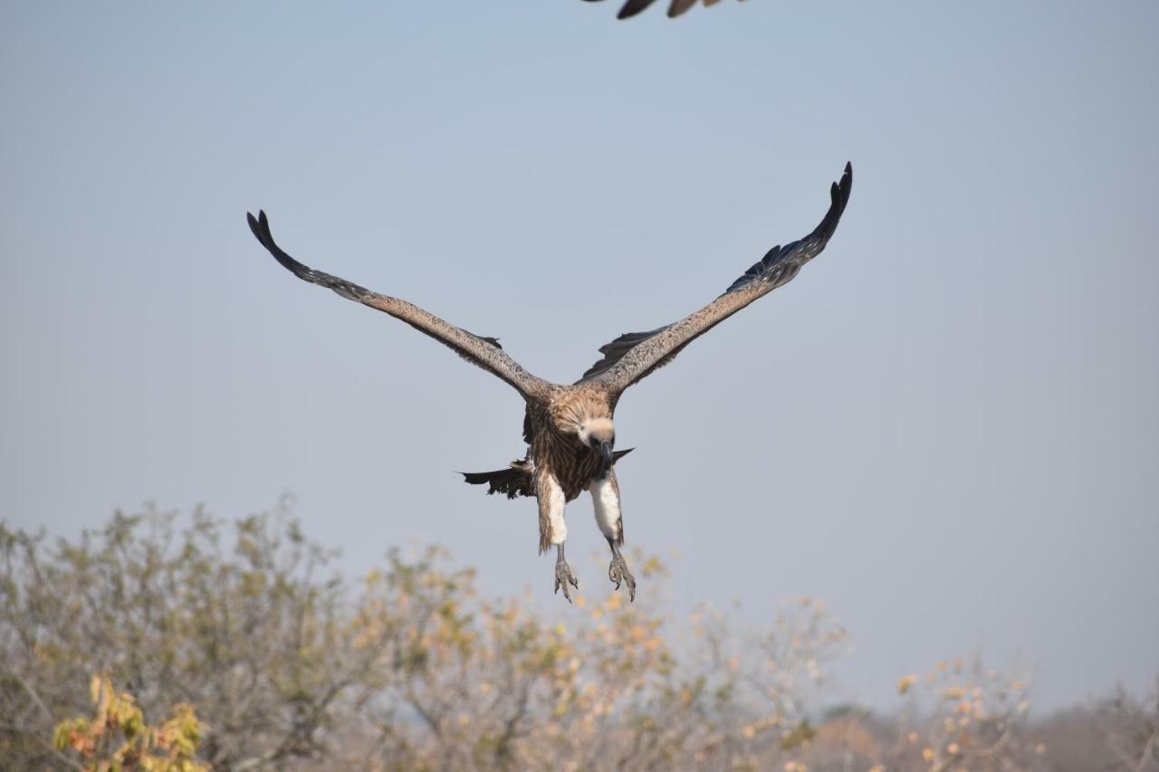 Mzsingitana Tented Camp Hoedspruit Dış mekan fotoğraf